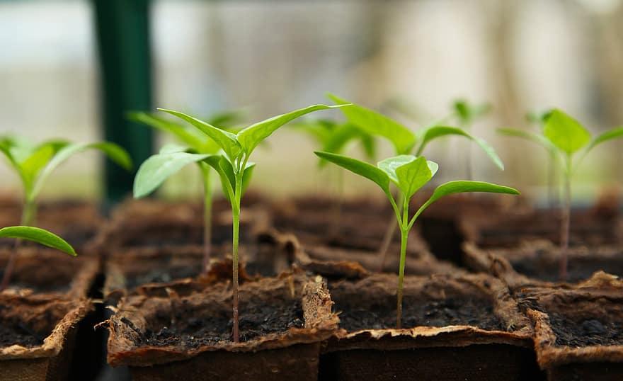 When Do I Remove Seedlings From Hobby Greenhouse - Krostrade