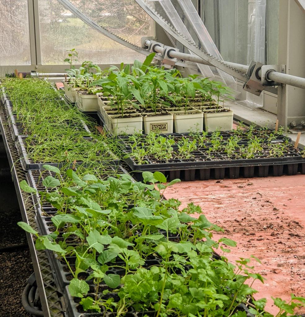 Maintaining the Seedlings in My Greenhouse - The Martha Stewart Blog
