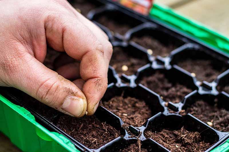 Vegetable Seeds: Which to Sow Outdoors vs. Indoors | Gardener's Path