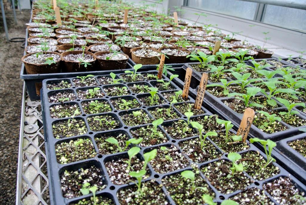 Caring for Seedlings in My Greenhouse - The Martha Stewart Blog