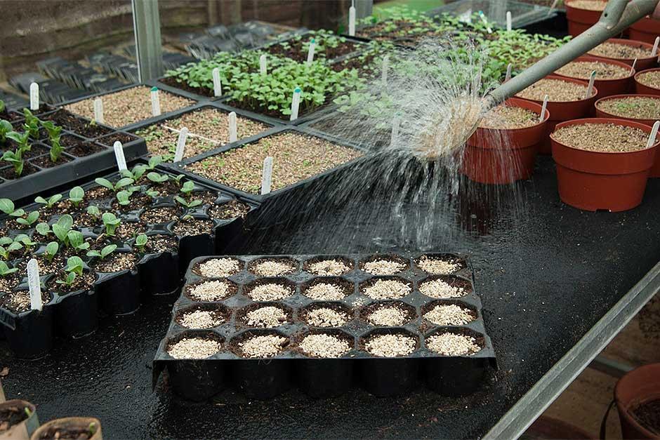Seed: sowing indoors / RHS Gardening