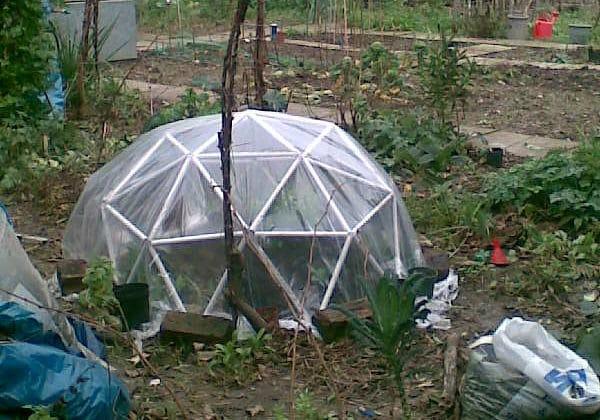 When Should You Plant in a Mini Greenhouse? - Krostrade