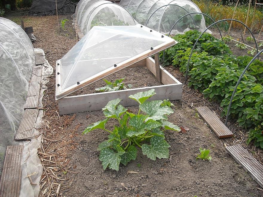 What Can You Plant in a Mini Greenhouse? - Krostrade