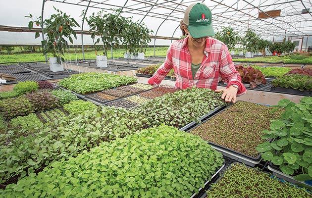 Growing Microgreens Year-Round for Profit | Johnny's Selected Seeds