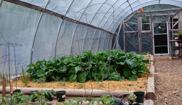 7 Market Crops You Can Grow in a Greenhouse Plants– Hobby Farms