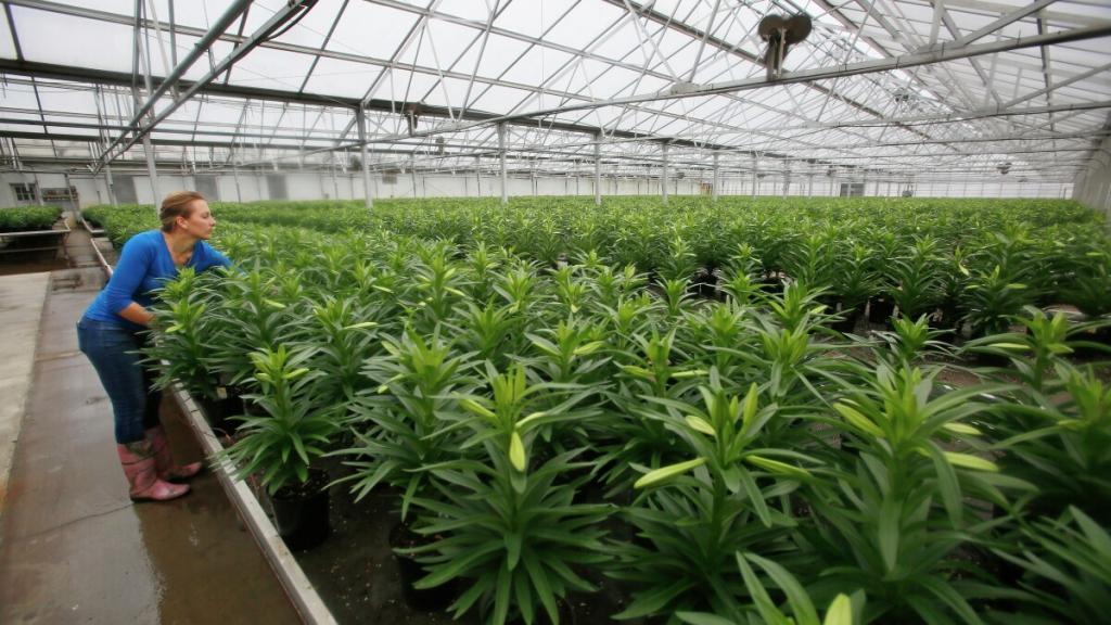 Timing is everything': Greenhouse has growing Easter lilies down to a science - InForum | Fargo, Moorhead and West Fargo news, weather and sports