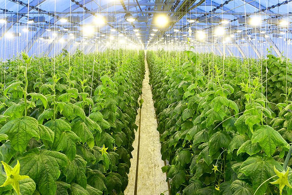 Installing LED grow lights in your greenhouse | Save on Energy