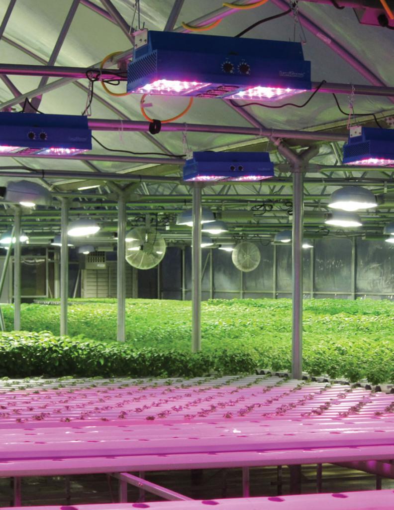 Shedding Some Light on Greenhouse Lighting Options - Greenhouse Product News