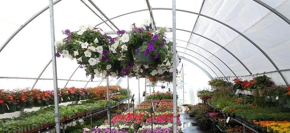 Why plants grow faster in a greenhouse? - GreenHouse Planter