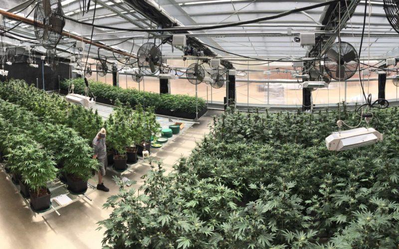 Grow Hack: Odor Control Strategies & Their Best Applications | High Times