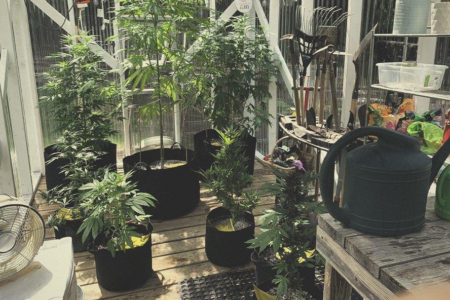 How To Build the Best Greenhouse for Growing Marijuana - RQS Blog
