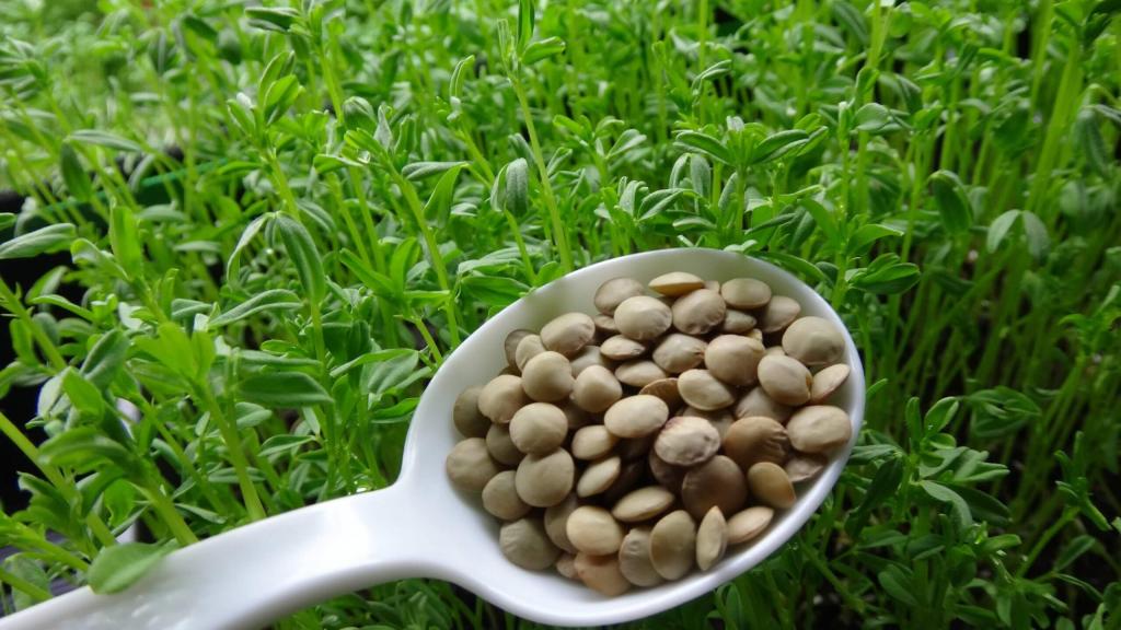 What are Lentils & Can I Grow Them? - HeartBeet Farms