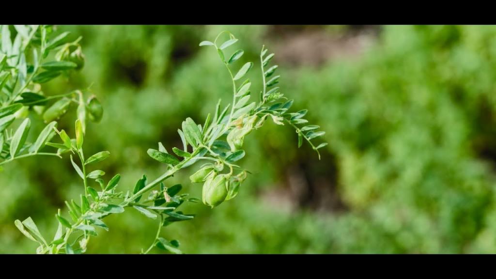 Exploring How Lentils are Grown & Their Sustainability Attributes - YouTube