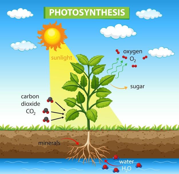 Free Vector | Diagram showing process of photosynthesis in plant