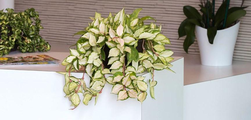 How to Care for Exotic Angel Plants | Costa Farms