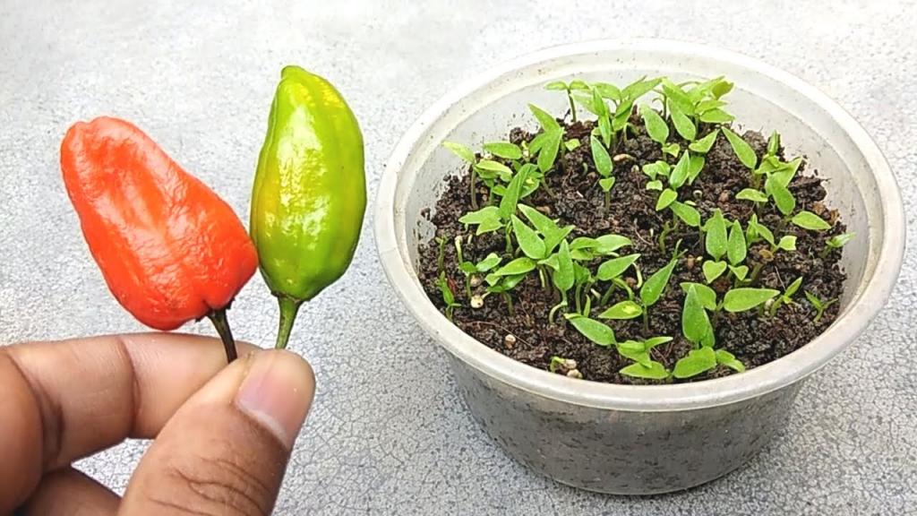 How to grow chilli seeds faster in small pot | Grow chilli easily at home - YouTube