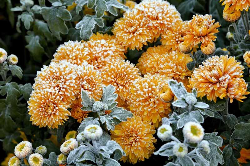 How to Overwinter Hardy Garden Chrysanthemums | Gardener's Path