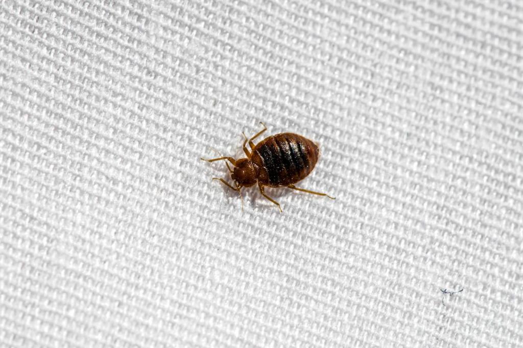 Bed Bugs: Expert Advice for Controlling Bed Bugs - Pest Pulse