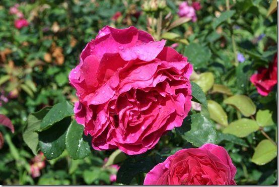 Reliable roses: secrets of success for keeping roses disease free - Gardening | Learning with Experts