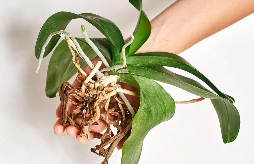 Is My Orchid Dead? What are the Signs? | Plantly