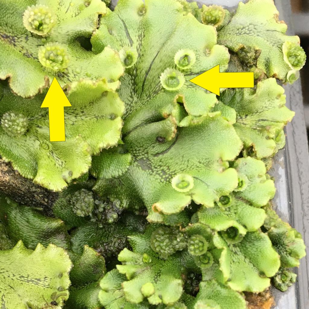 Identifying and managing liverwort in Michigan nurseries and greenhouses - Floriculture & Greenhouse Crop Production