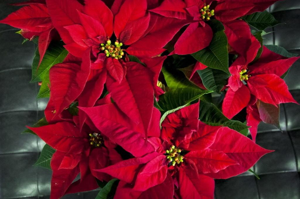 It's time to coax poinsettias into color and bloom for December - oregonlive.com