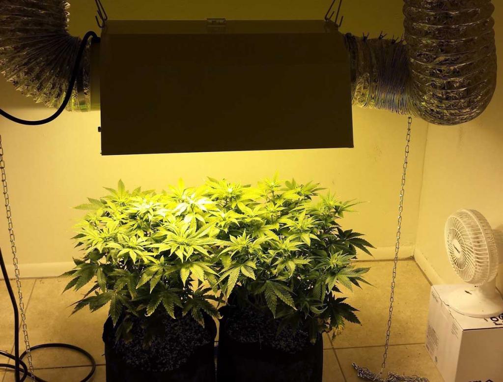 Which Reflector is Best for My MH/HPS Grow Light? | Grow Weed Easy