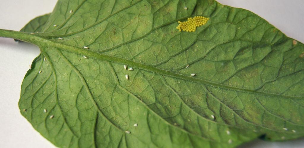 How to Get Rid of Whiteflies, the Natural Way | Blog | GrowJoy