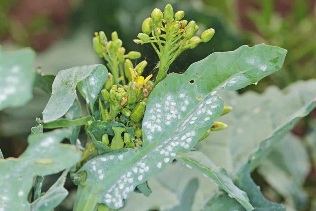 How to Spot and Get Rid of Whiteflies - Southeast AgNET