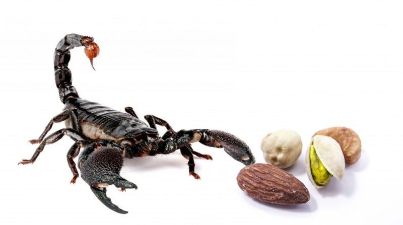 How Do You Keep Scorpions Out Of Your Bed? 5 Easy Ways! - Krostrade