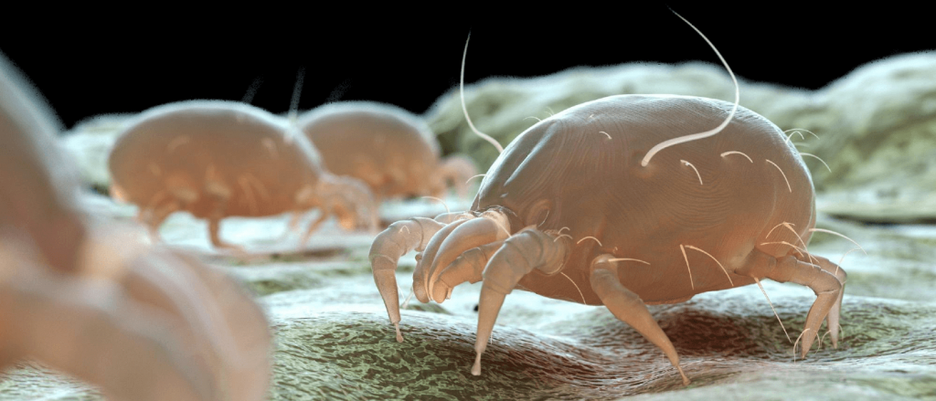 Bed Bugs vs. Dust Mites: What's the Difference? | JP Pest Services