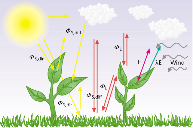 PDF] Energy, Radiation and Temperature Regulation in Plants | Semantic Scholar