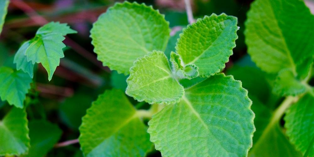 Indian Mint Plant: Growth and Care Guide - GFL Outdoors
