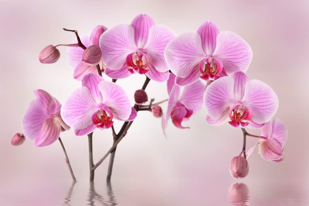 Why Are Orchids So Expensive? (Top 10 Reasons)