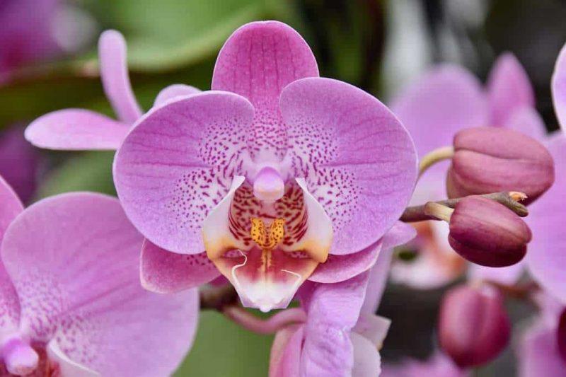 How Expensive Are Orchids And 2 Tips For Profit - Krostrade