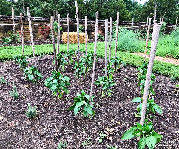 Pepper Plant Spacing: How Far Apart to Plant Peppers in the Garden