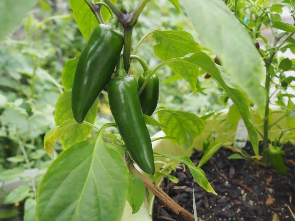 Jalapeno Plant Care: How to Grow and Care for Jalapenos - Hort Zone