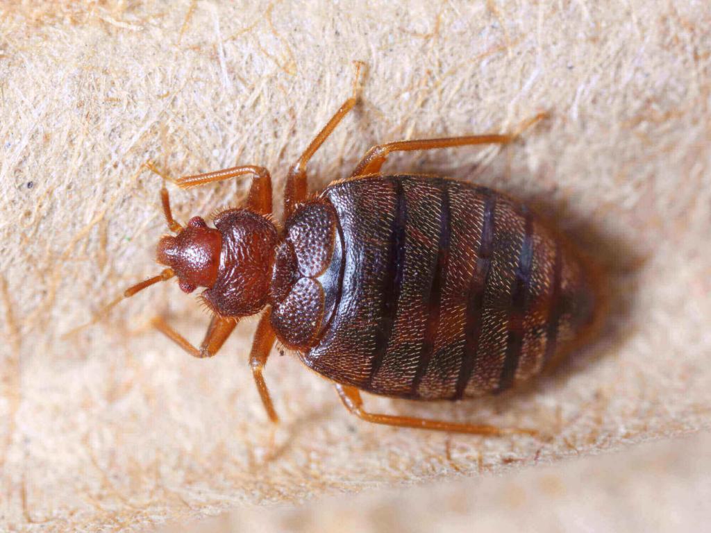 How Fast Do Bed Bugs Spread? | Bed Bug Infestation Speed