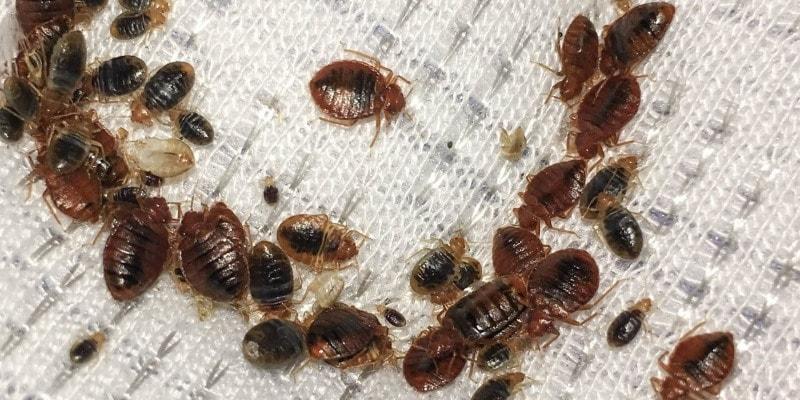 How Do Bed Bugs Spread? Between Houses, Rooms & More