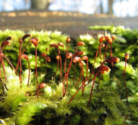 Difference Between Liverworts and Mosses | Definition, Characteristics, Examples