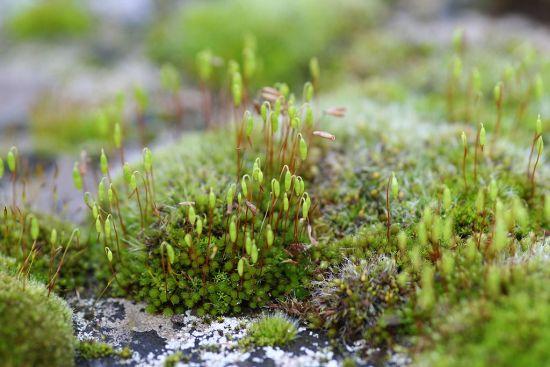 Difference Between Liverworts and Mosses | Compare the Difference Between Similar Terms
