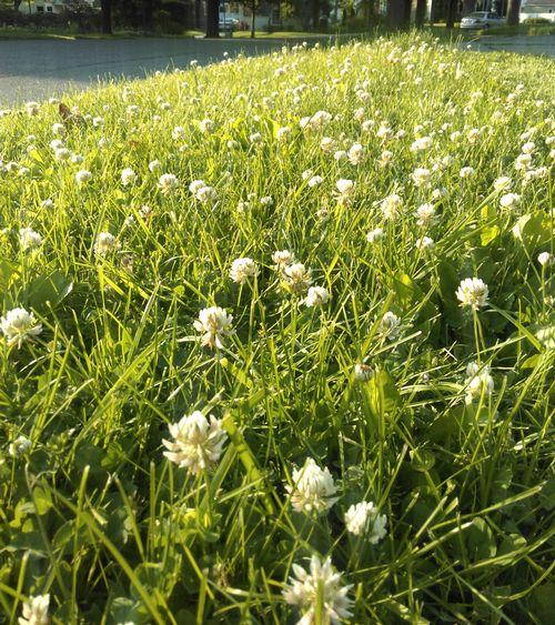 Smart lawn care to protect pollinators - MSU Extension
