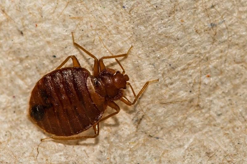 How Long Can Bed Bugs Live Without Blood? - Pestivate.com