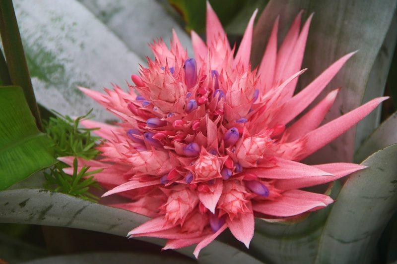 How Long Do Bromeliads Last And Best Care Tips - Krostrade
