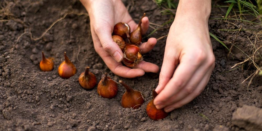 How Long do Tulip Bulbs Last? [And How to Extend It] - GFL Outdoors