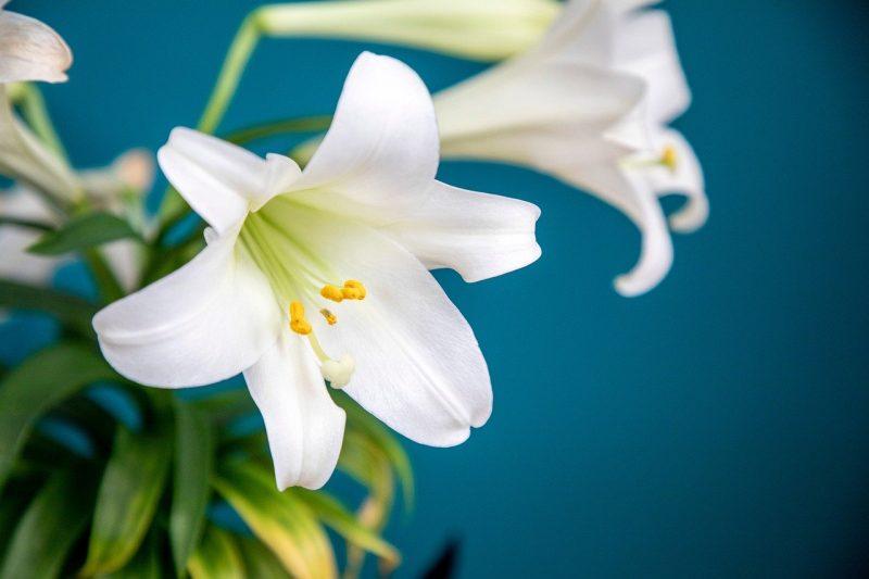 How Long Do Easter Lilies Last - Krostrade