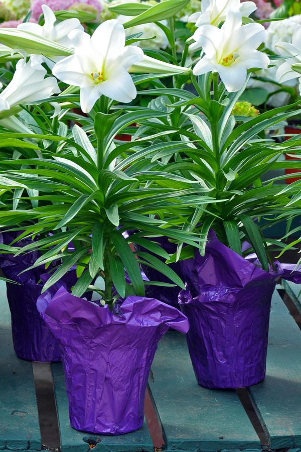 How To Take Care Of An Easter Lily Plant After Easter - Indoors or Outside
