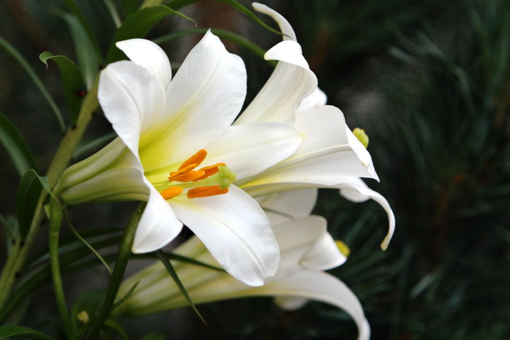 Do Easter Lilies Bloom Each Year?