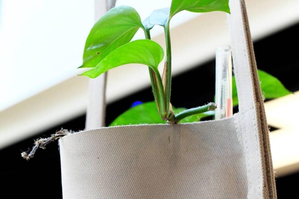 How Long do Fabric Pots Last? Here's how to make them last – Flourishing Plants