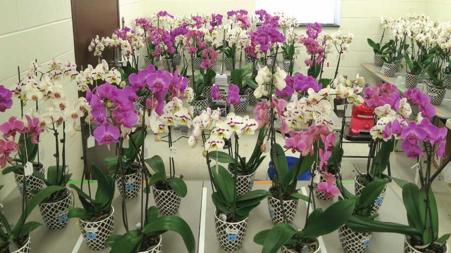 Water Phalaenopsis Orchids With Ice Cubes: Myth or Fact? - Greenhouse Grower